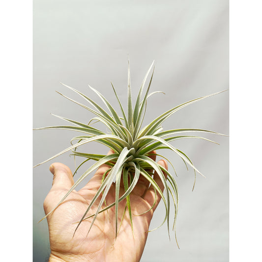 Tillandsia pohliana