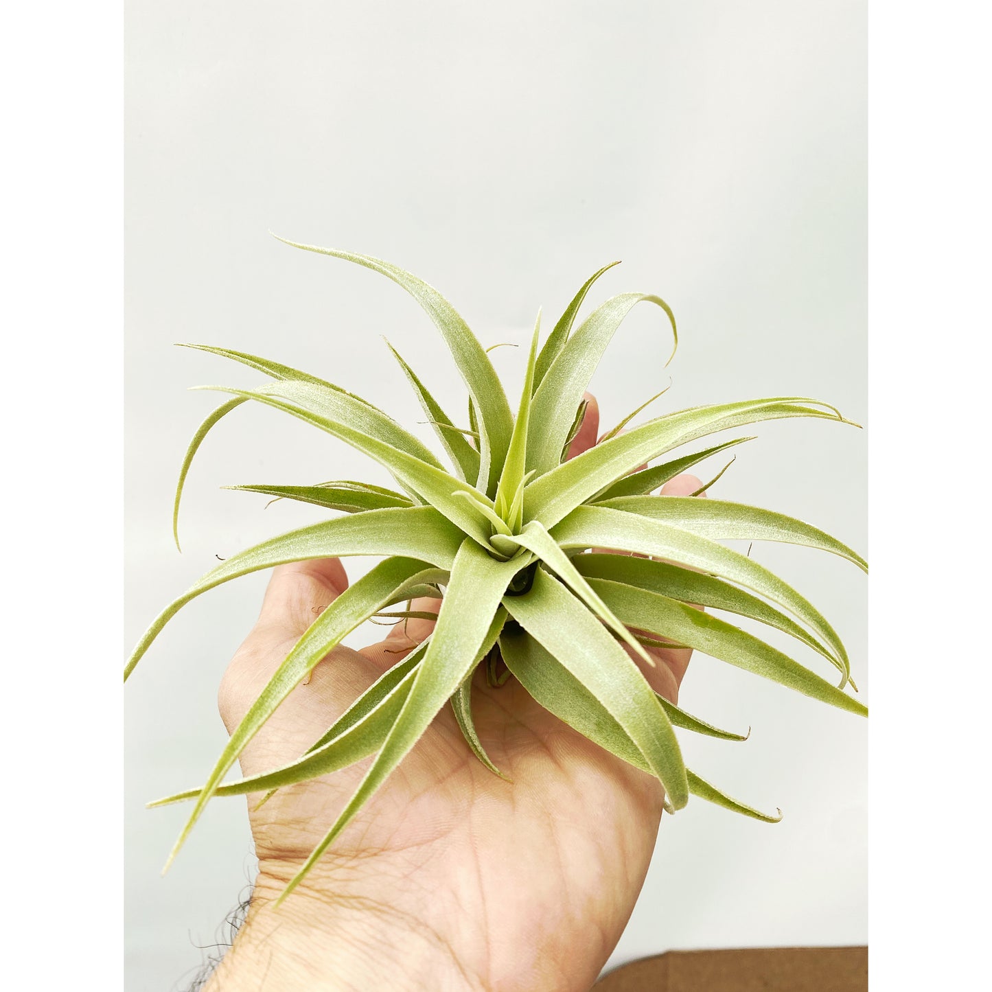 Tillandsia cacticola