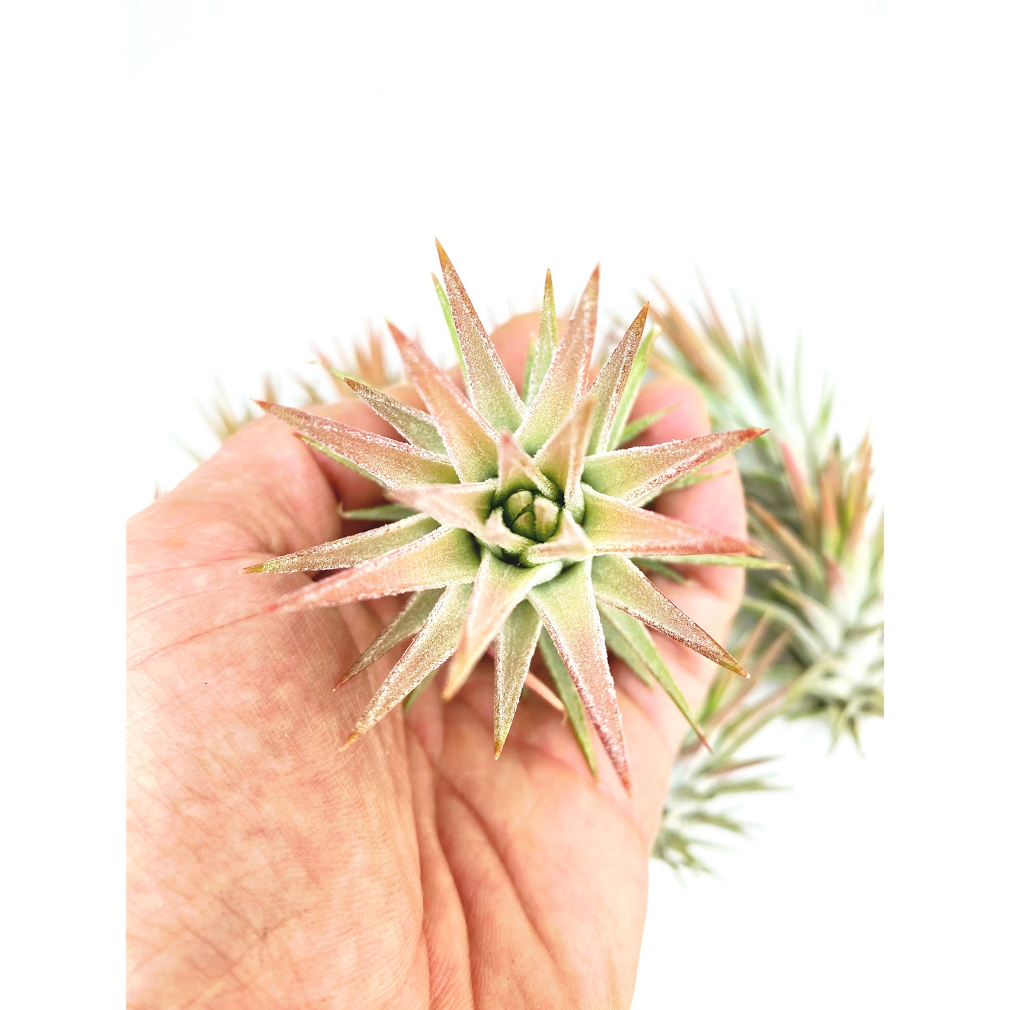 Tillandsia ionantha var. van-hyningii