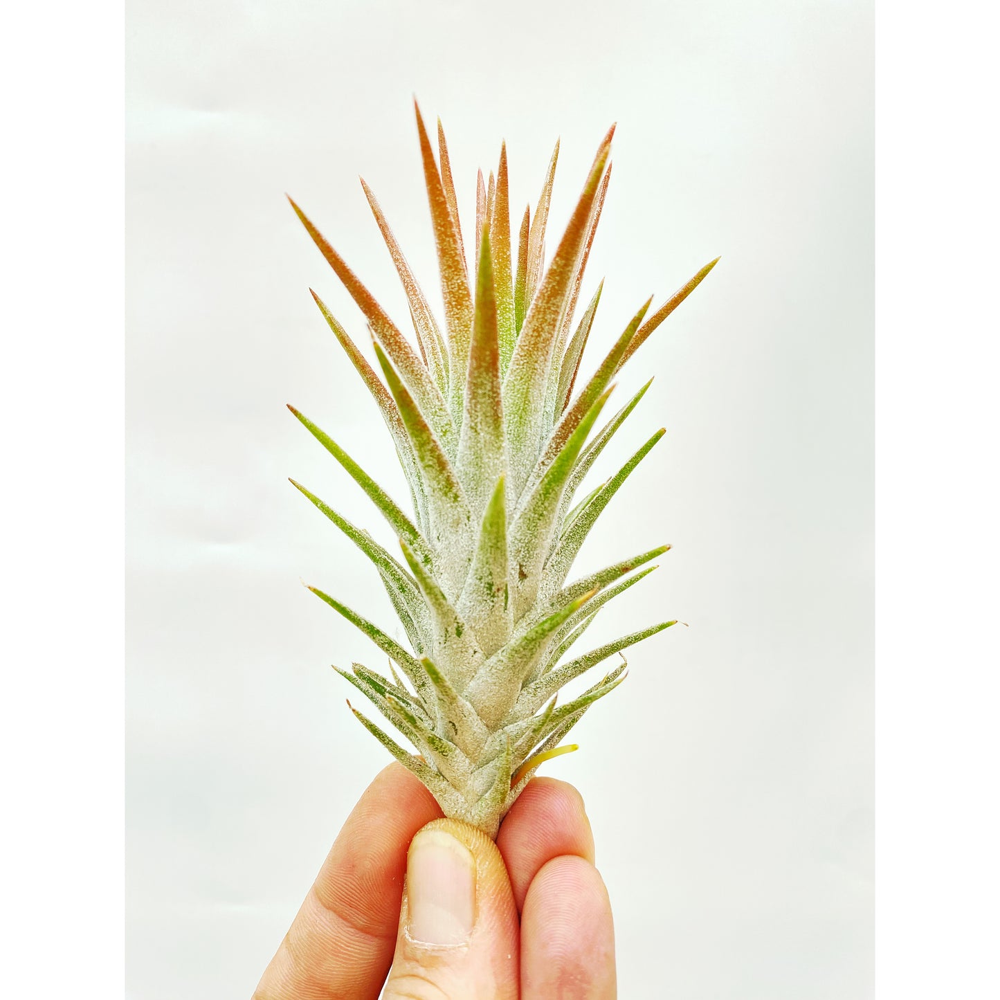 Tillandsia ionantha var. van-hyningii