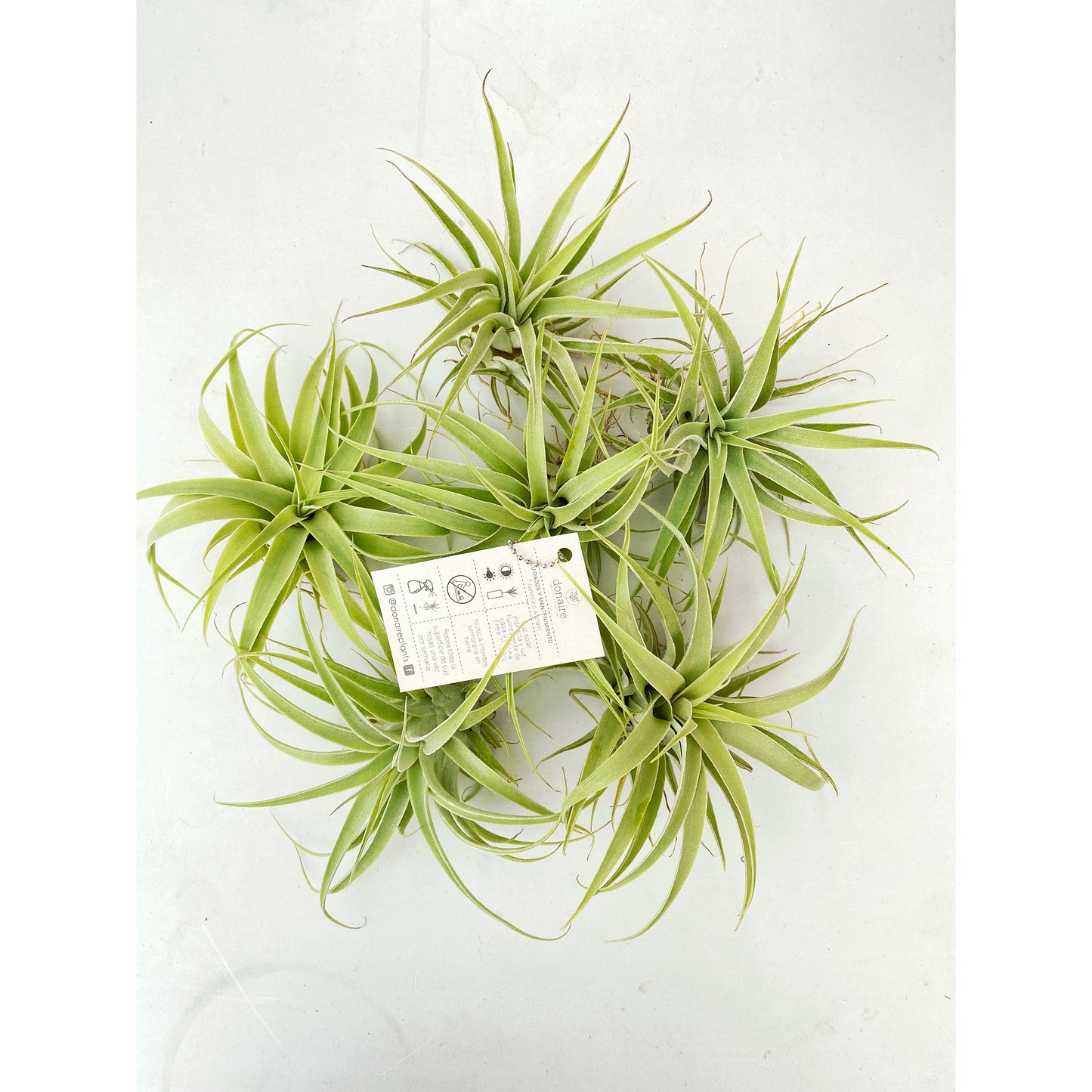 Tillandsia cacticola