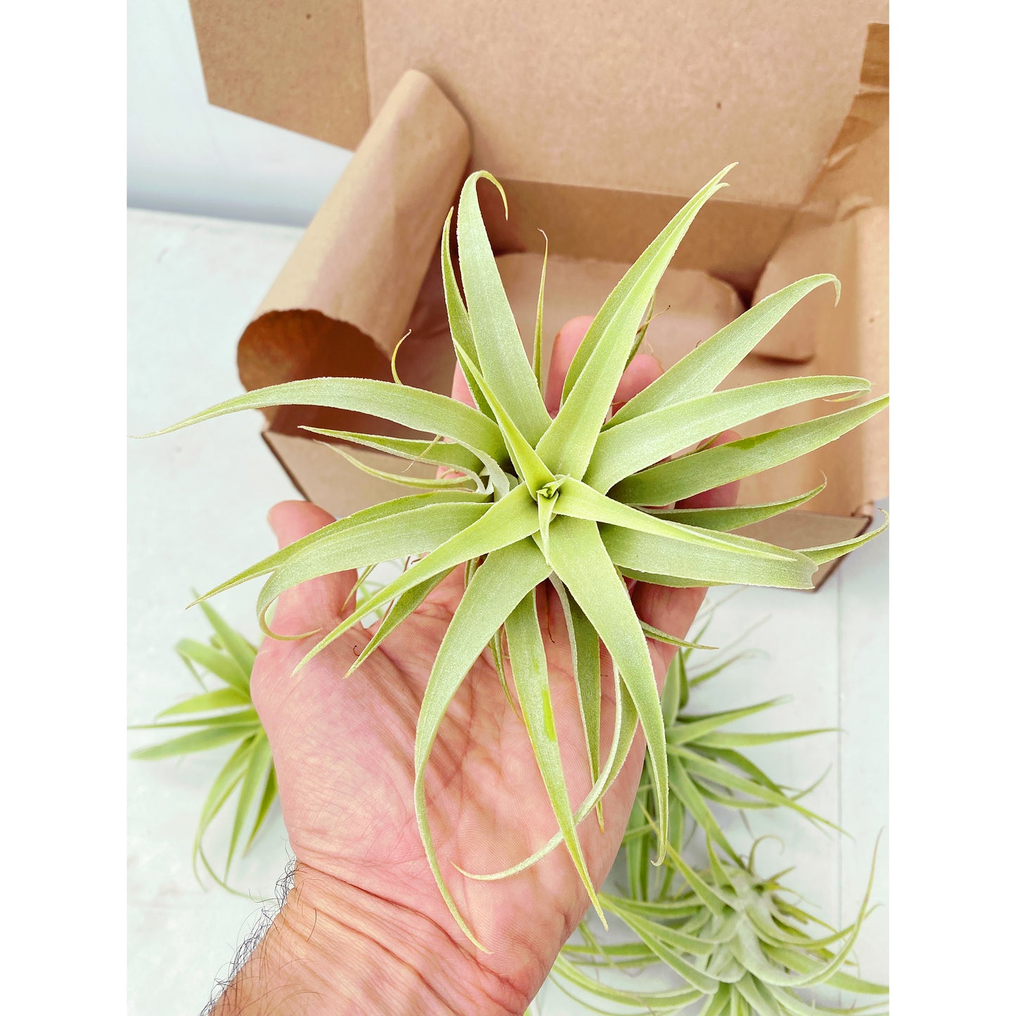 Tillandsia cacticola