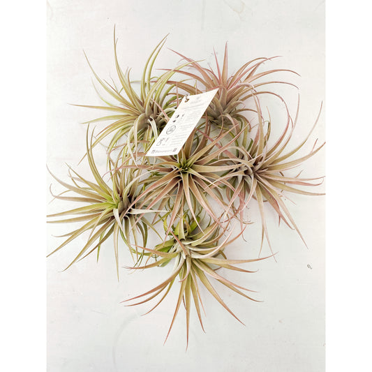 Tillandsia capitata var. Salmón