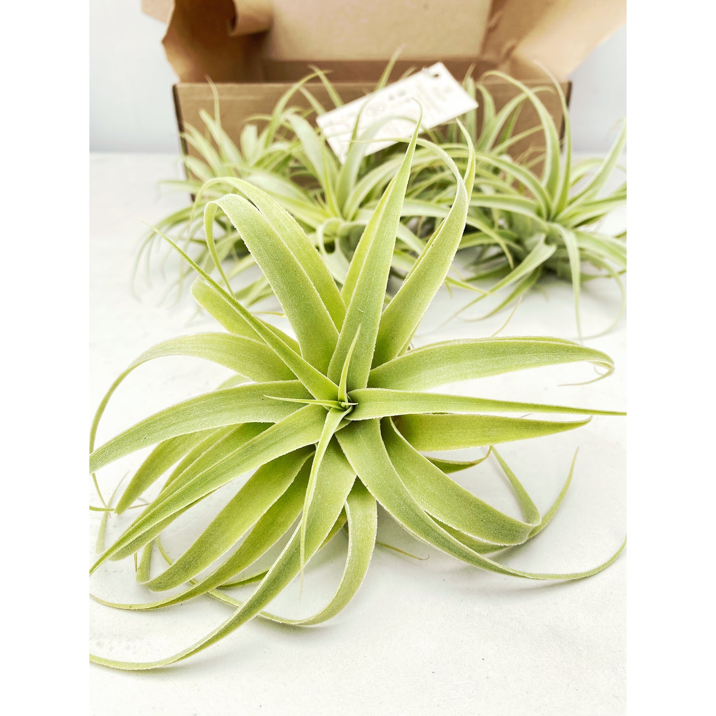 Tillandsia cacticola