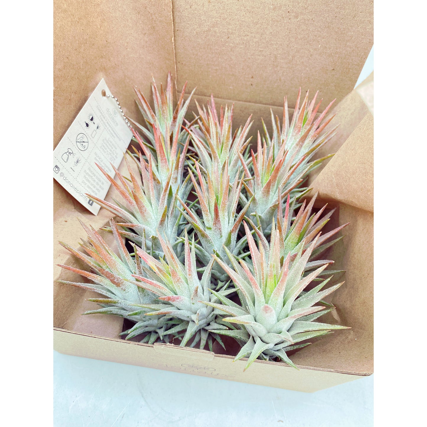 Tillandsia ionantha var. van-hyningii