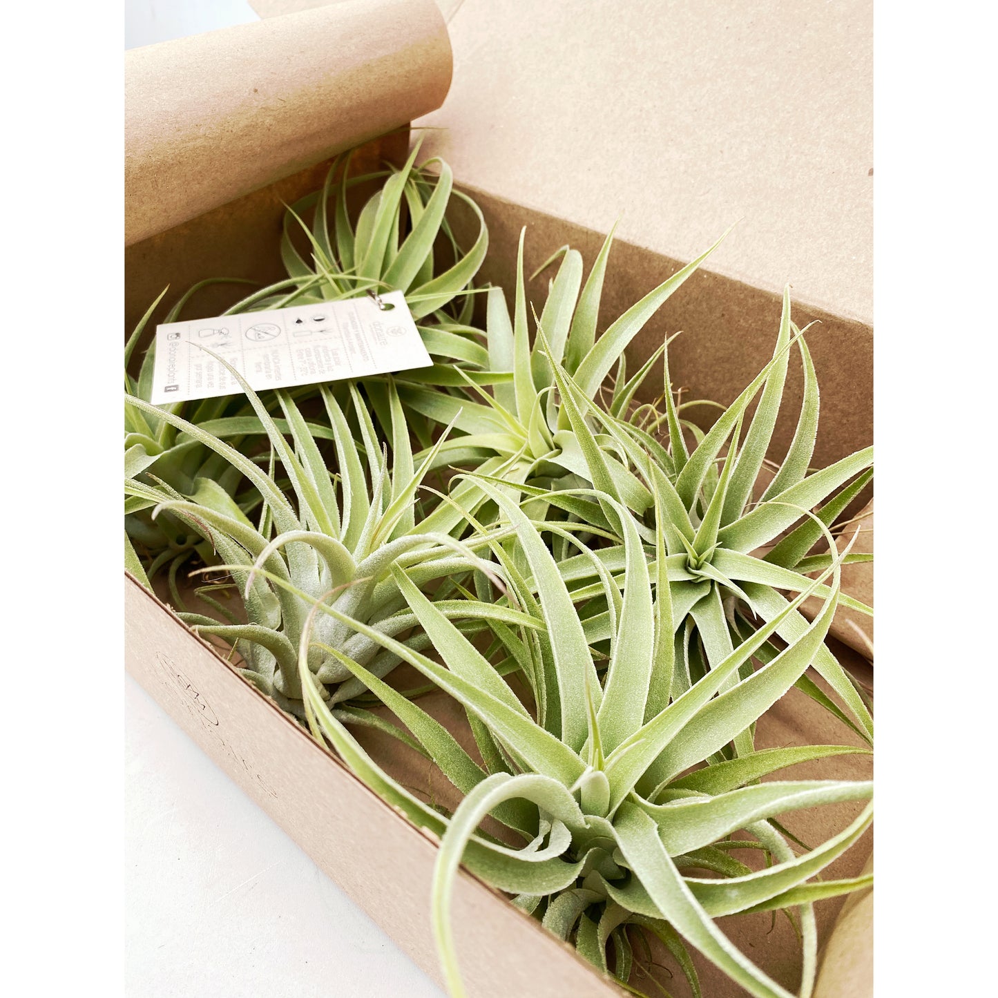 Tillandsia cacticola