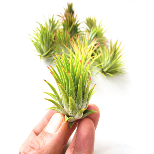 Tillandsia ionantha