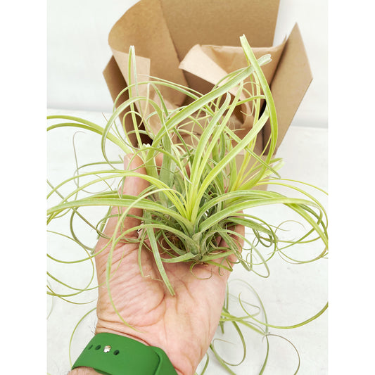 Tillandsia balbisiana