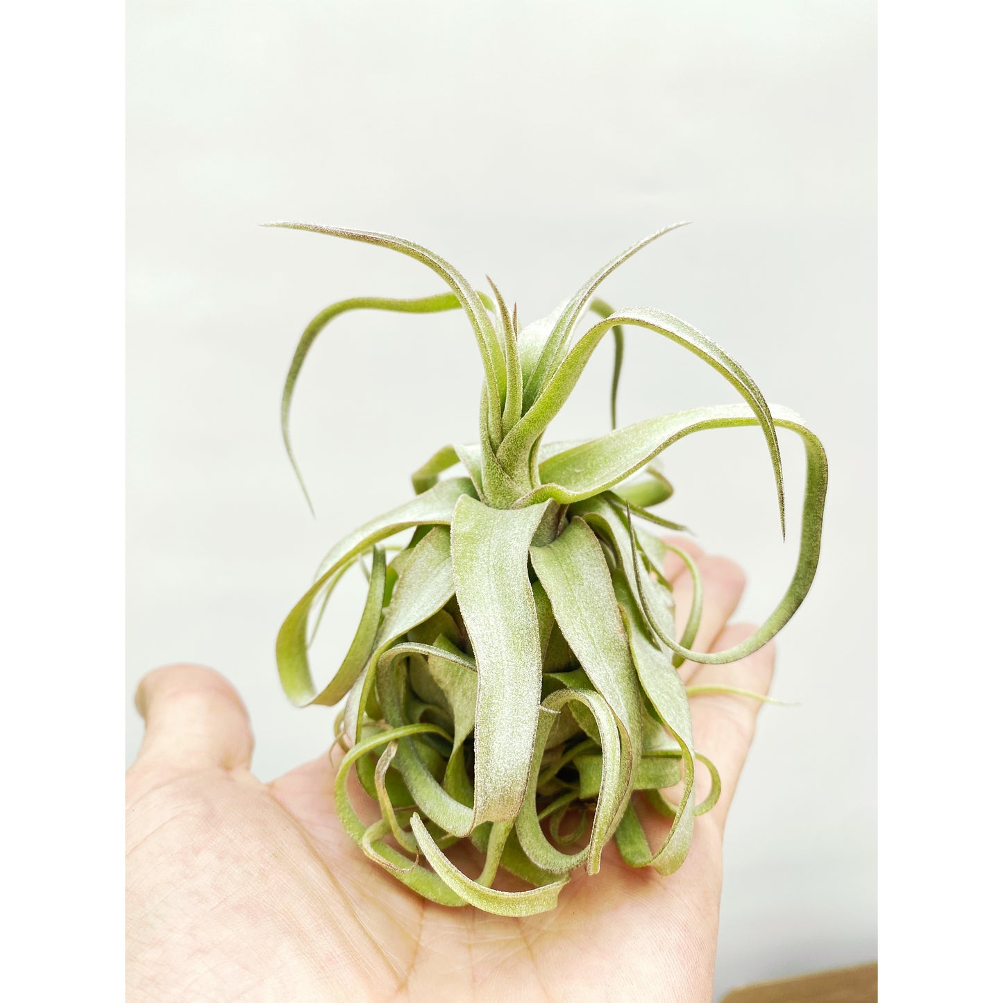 Tillandsia streptophylla