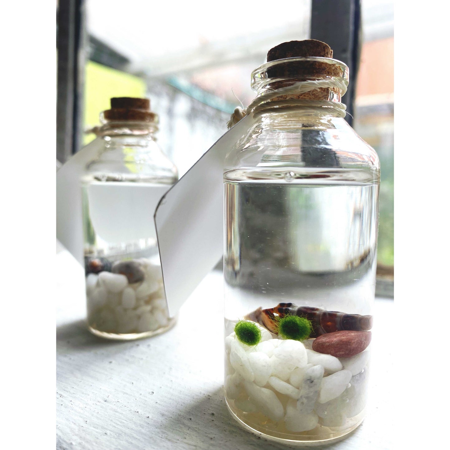 Marimo "Moss Ball" Mini Doble